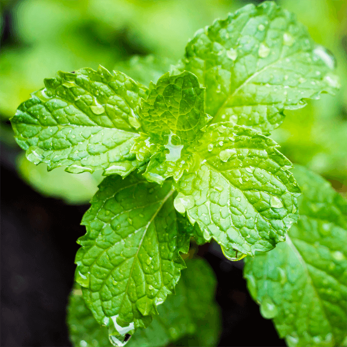 Glister™ Mint Refresher Spray